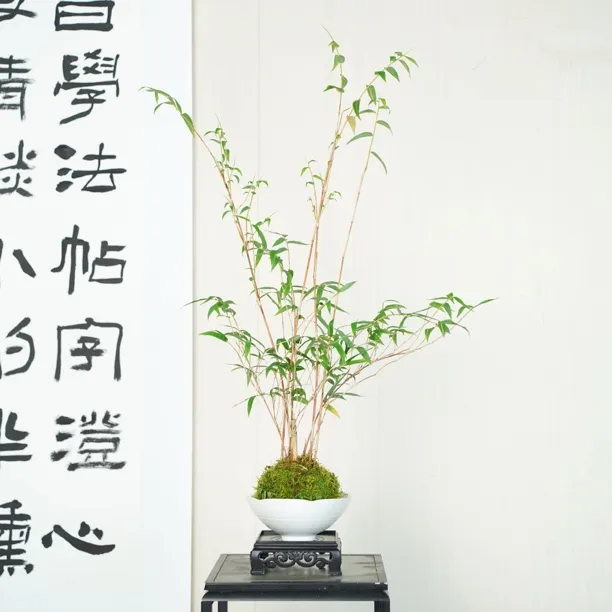 汗血宝马观音竹室内盆栽苔藓球鸿运竹桌面好养易活绿植花卉