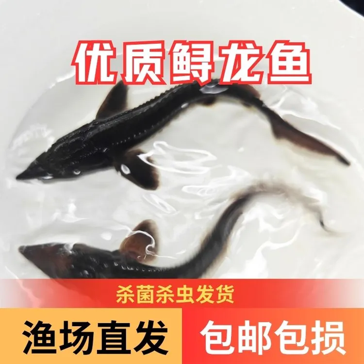 【活体】优质鲟龙鱼杂交鲟龙鱼观赏鱼淡水鱼渔场直发