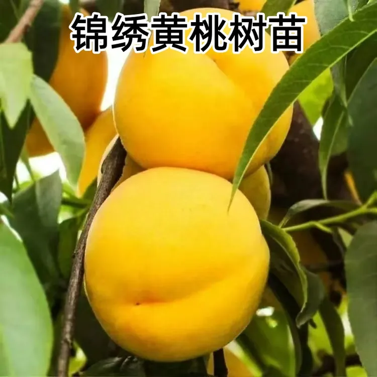 桃树苗嫁接锦绣黄桃果树苗南北方种植庭院种植地栽盆栽耐寒桃树苗