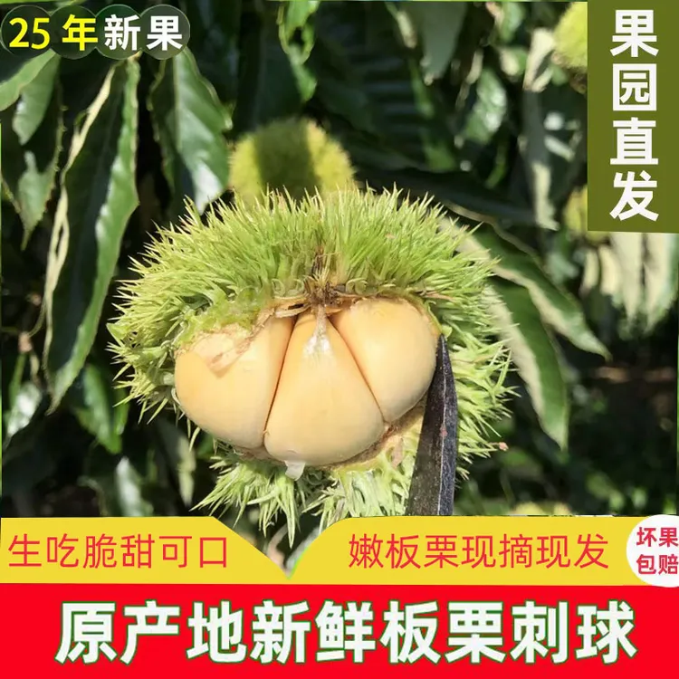 【板栗刺球】2025信阳大别山新鲜白壳嫩板栗 生吃 脆甜爽