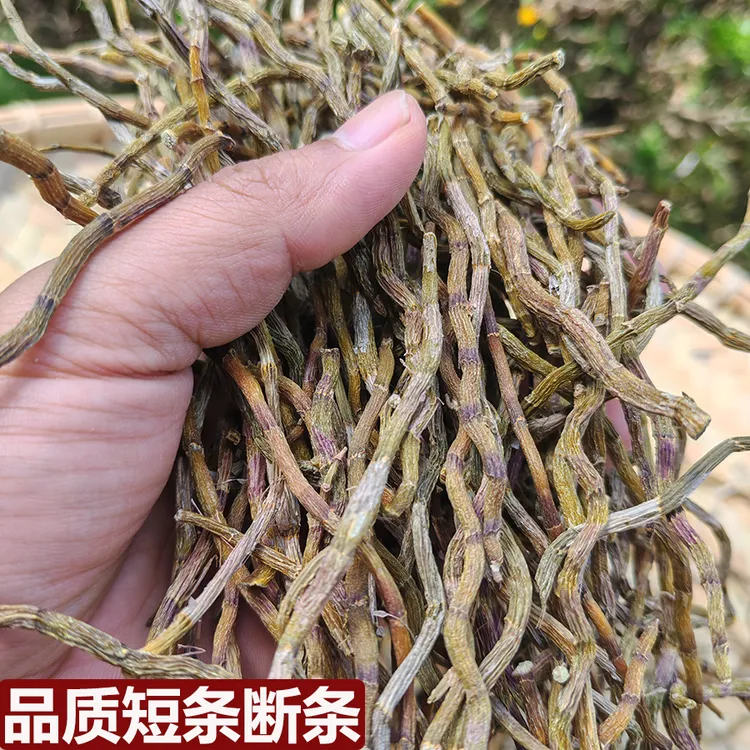 中秋好物高品质铁皮石斛短条断条石斛干条磨粉胶质粘牙石斛鲜条