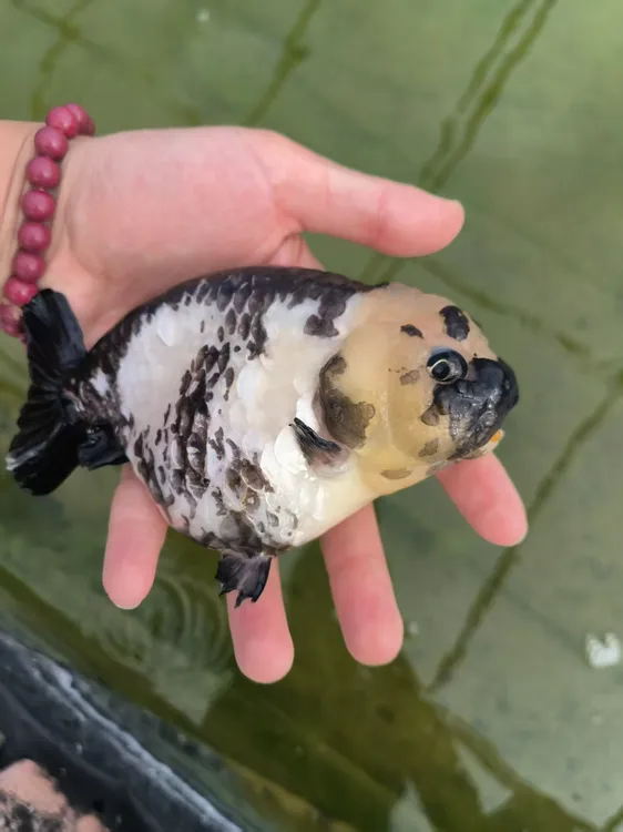 商品泰狮兰寿一物一拍