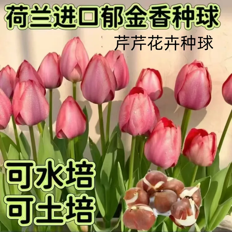 【带盆栽好】水培土培郁金香种球室内盆栽花卉植物好养活四季可种