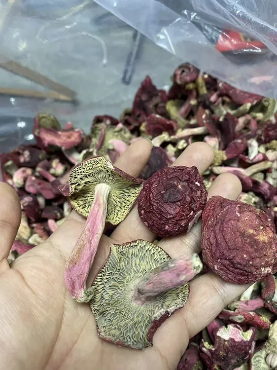 【 本地小脚红 】福建龙岩武平本地野生小脚正红菇（年底专用链接）