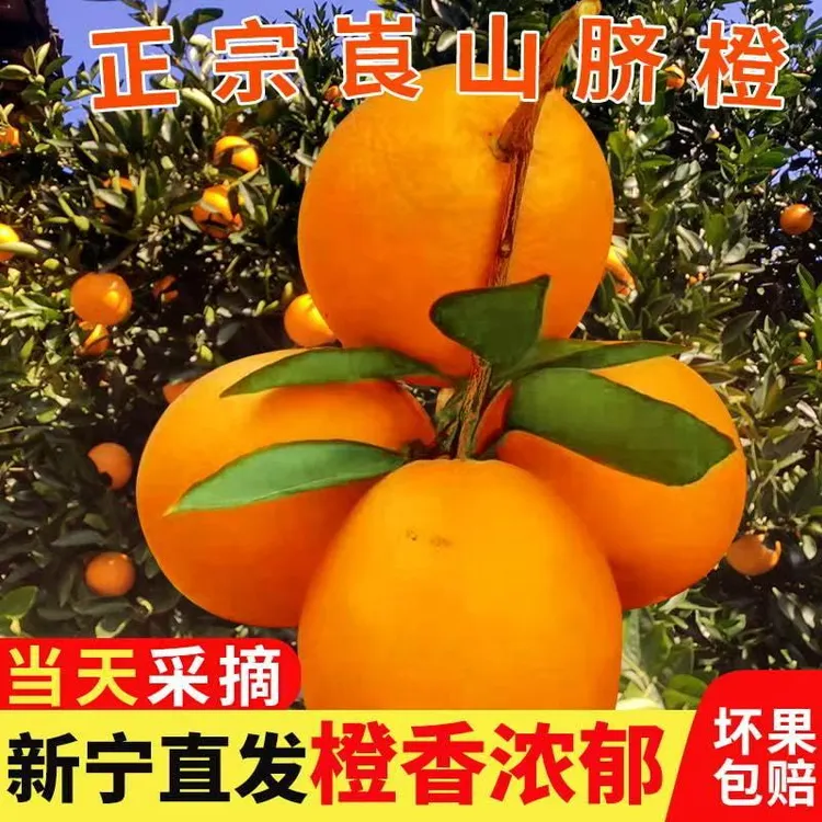 【与麟相伴】（果王巨无霸）崀山脐橙新鲜采摘水嫩多汁香甜可口高山脐橙现摘现发