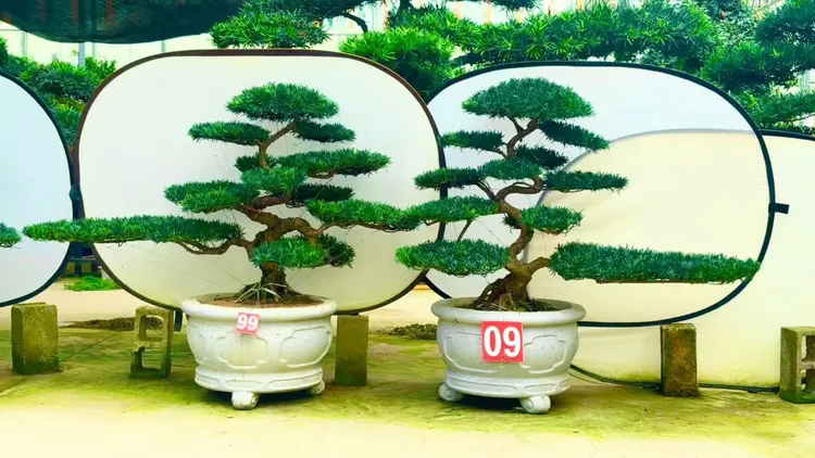 小叶雀舌罗汉松造型盆景庭院绿化地景植物四季常青一物一拍盆栽