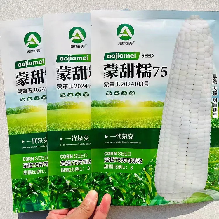 早熟白甜糯玉米种子蒙甜糯75大棒鲜食甜加糯玉米种子抗倒伏春播种