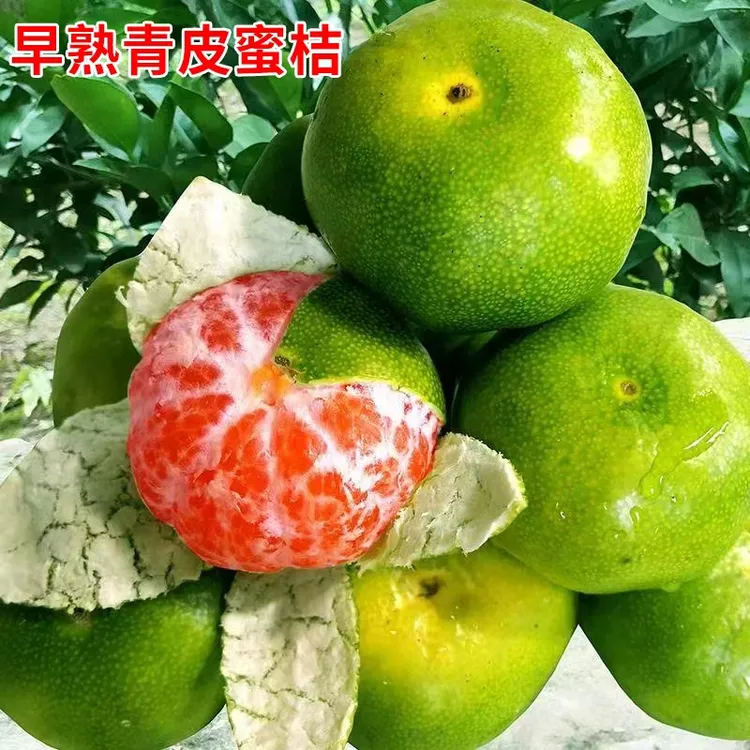 【2年苗2颗】蜜橘树苗青皮蜜桔苗庭院地栽橘子树苗阳台盆栽橘子树苗