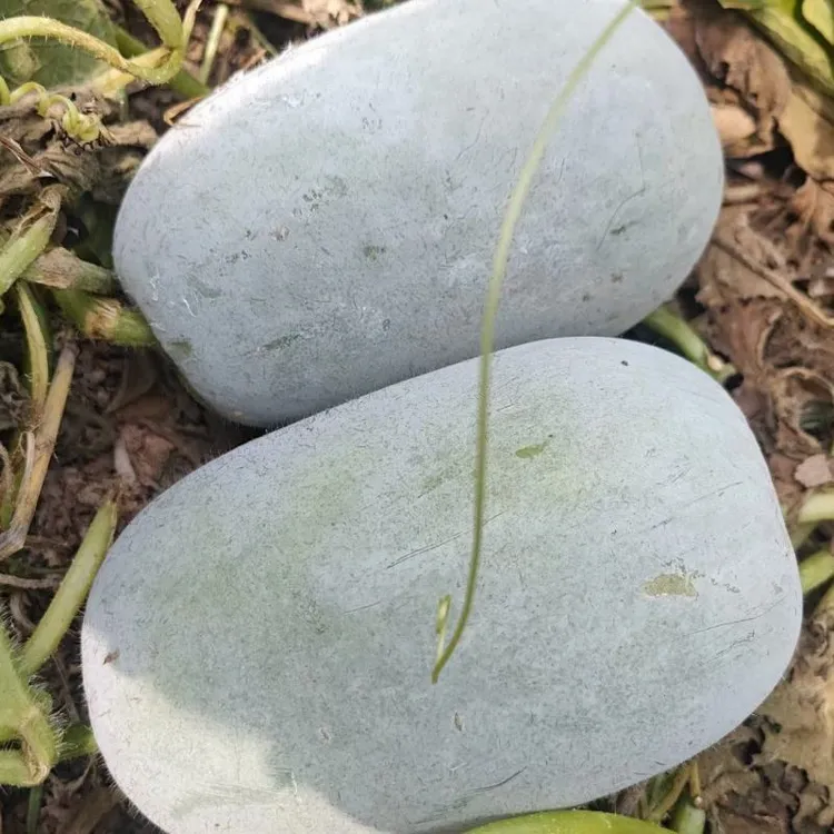 2025年河南新季水果小冬瓜（顶花带刺）