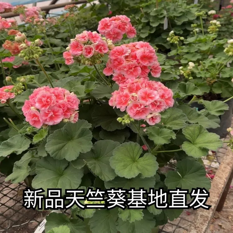 北岸天竺葵新品种直立兽系天竺葵勤花低于零下2℃需要拍保温