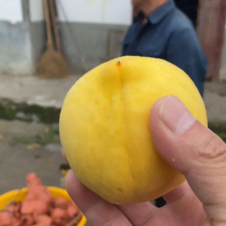 【中小果】新鲜炎陵黄桃香脆甜小果果园现摘当日发