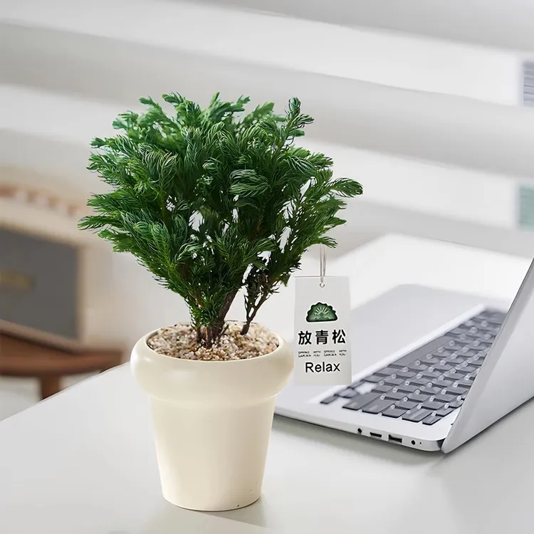 蓝松放轻松盆栽客厅办公室内桌面绿植小摆件净化空气情绪植物四季