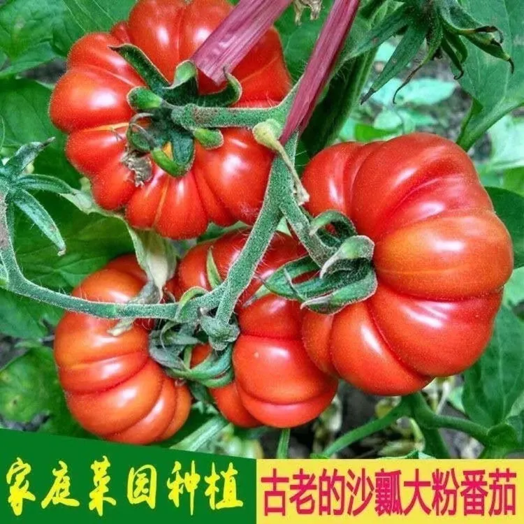 【老品种番茄种子】四季种植盆栽地栽阳台小院种植