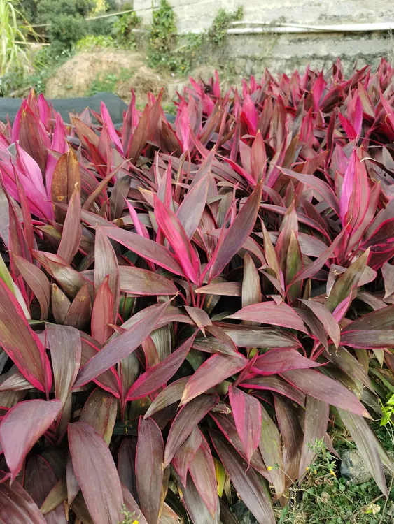 红叶朱蕉绿植盆栽凤梨盆栽室内绿植净化空气客厅水草植物好养活