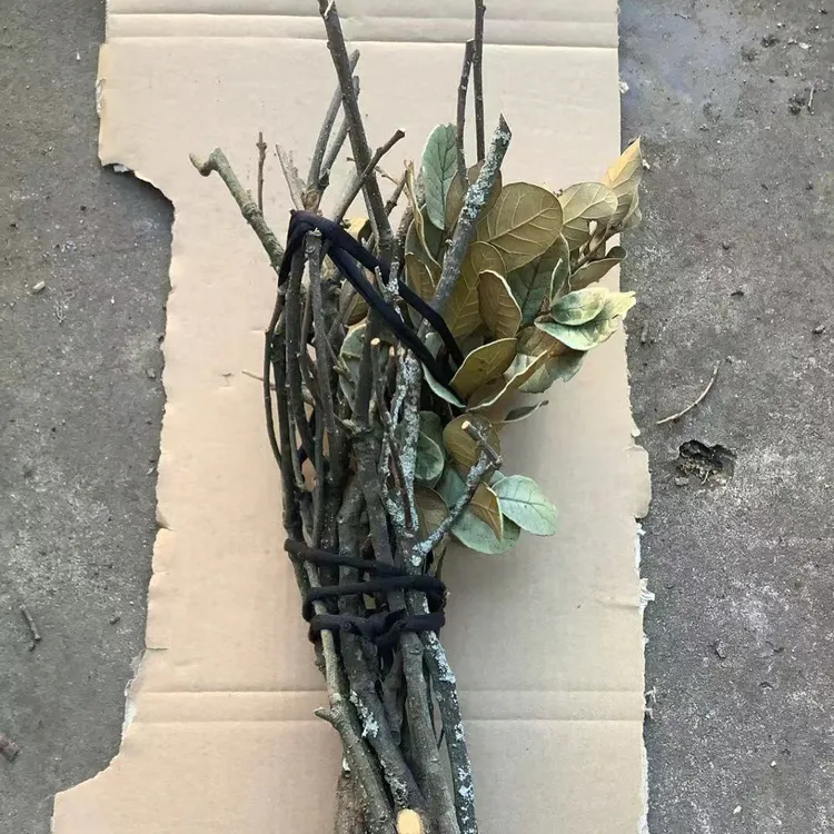 黄梨木云南黄栎木枝沉木造景南美风格沉木鹿角枝飘枝栖息木