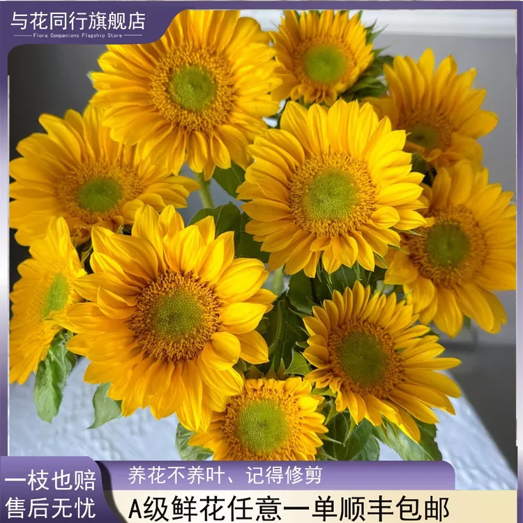 【与花同行】绿心向日葵出片神器拍照道具水养鲜切花高品质送闺蜜