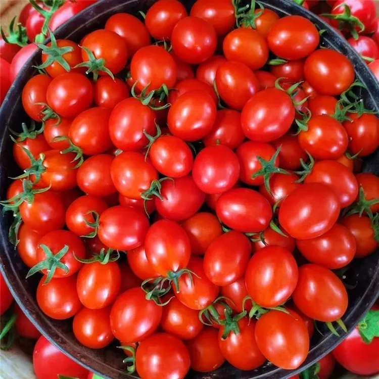 广西圣女果当季小番茄现摘现发正宗孕妇小西红柿新鲜水果酸甜多汁
