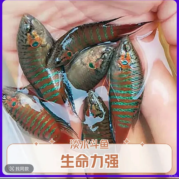 中国斗鱼活体观赏鱼淡水耐养冷水鱼适合新手养殖