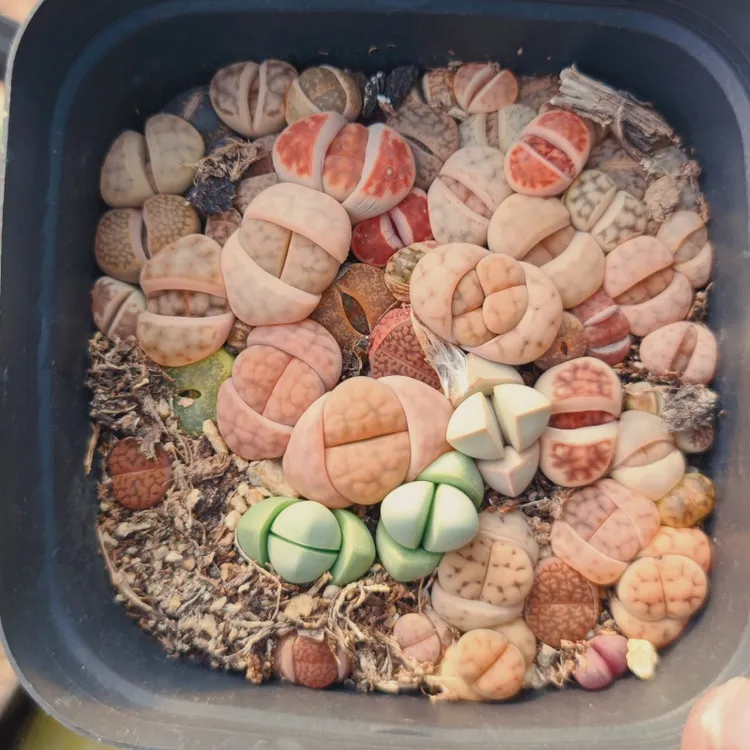 生石花多肉植物混合品种切糕准母本实生播种苗阳台窗台趣味花卉