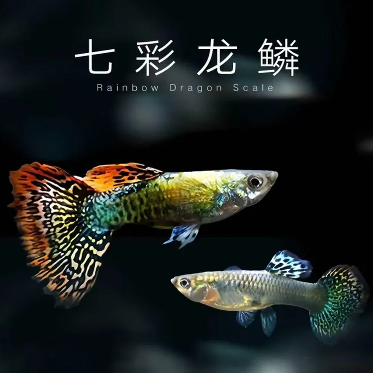 龙鳞七彩蕾丝孔雀鱼小型热带淡水观赏鱼好养耐活胎生凤尾鱼