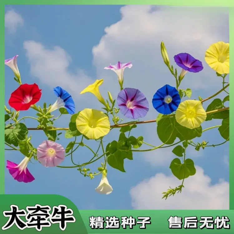牵牛花种子爬藤大喇叭花矮牵牛花卉四季花籽阳台易活庭院盆栽种籽