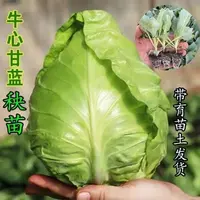 特大牛心包菜苗尖头包心菜苗正宗牛心甘蓝苗阳台庭院种植秧苗耐寒