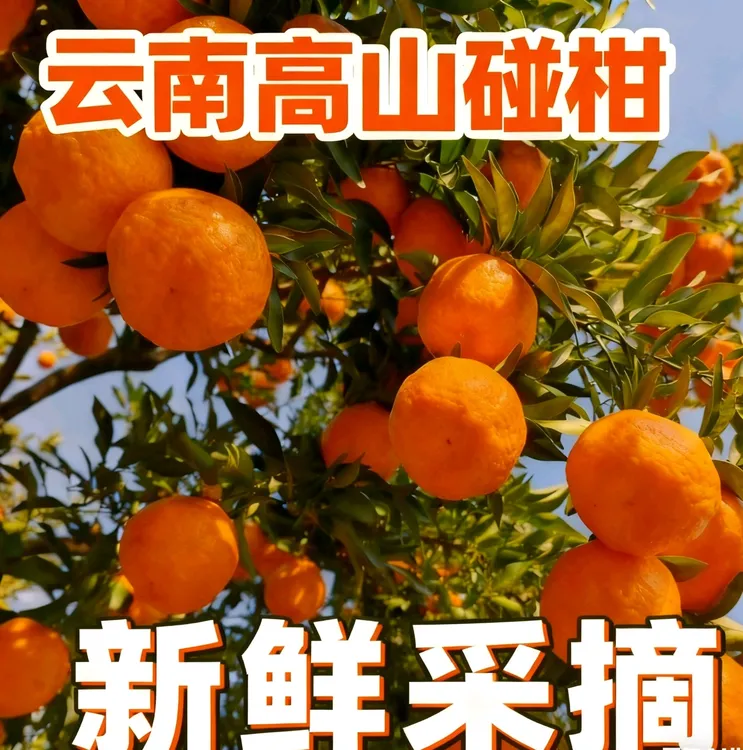 正宗产地新鲜现摘碰柑当季橘子水果整箱柑橘桔子甜爽多汁