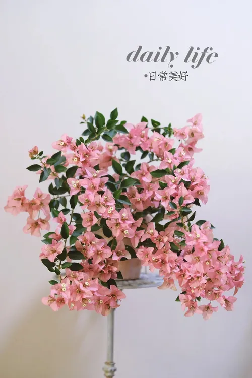 【一物一拍】三角梅多个品种花卉可常年开花阳台庭院易活绿植