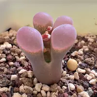 351。青蛙优选SE肯哈德双头母本