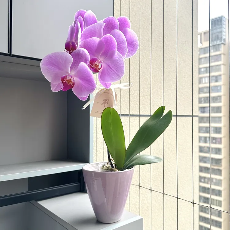 粉冠军蝴蝶兰盆栽盆景室内客厅办公室桌面观花好养花卉绿植年宵花