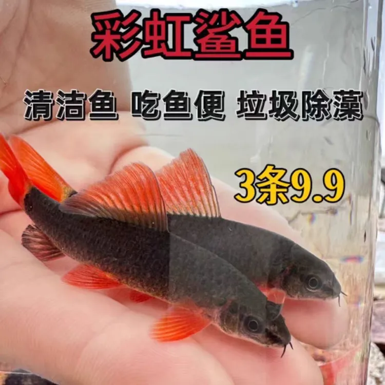 彩虹鲨鱼工具鱼可混养清洁水质吃残渣除藻的热带观赏鱼