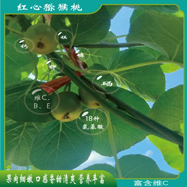 湘西红阳红心猕猴桃
