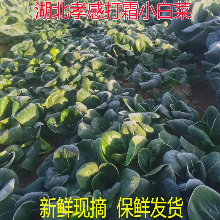 湖北孝感农家自种露天打霜小白菜青菜现摘现发新鲜时令蔬菜上海青