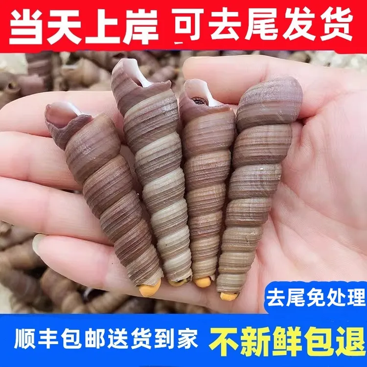 海鲜鲜活钉螺去尾钉螺海螺野生钉螺海螺丝水产贝类顺丰包邮