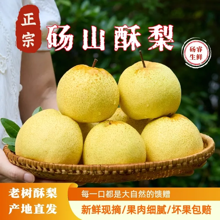 正宗砀山酥梨老树梨贡梨秋梨可烤梨炖梨新鲜水果产地直发酥脆多汁