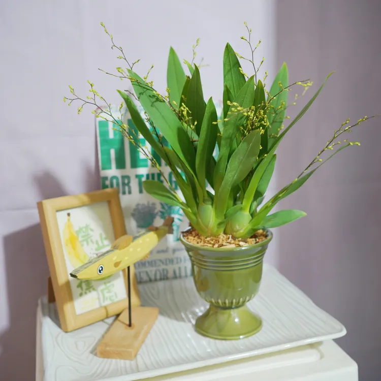 文心兰7-9花剑光宗粉成品陶瓷盆开花绿植好养易打理