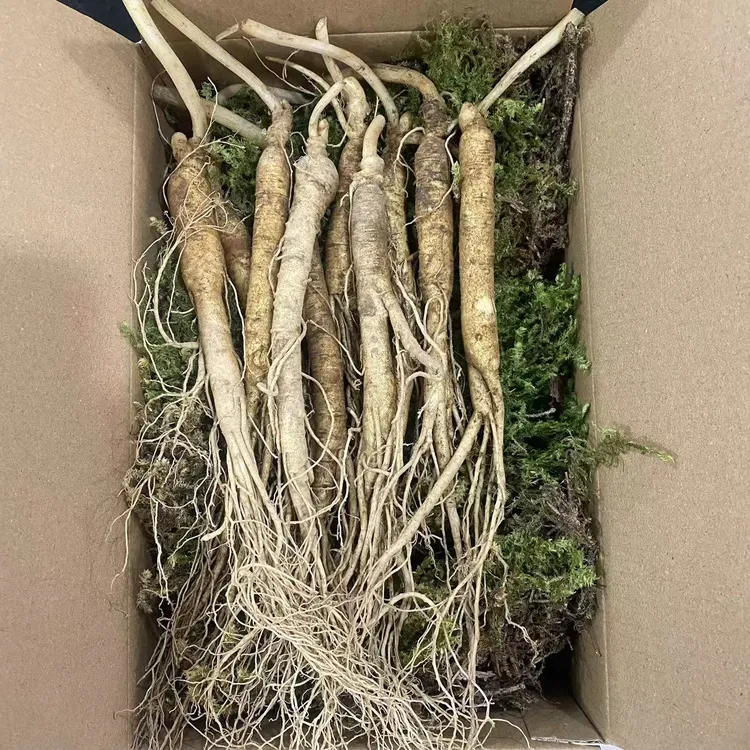 广东老野长白山新鲜人参13-18g 10支 鲜人参 煲汤、泡水、泡酒 包邮产地直发