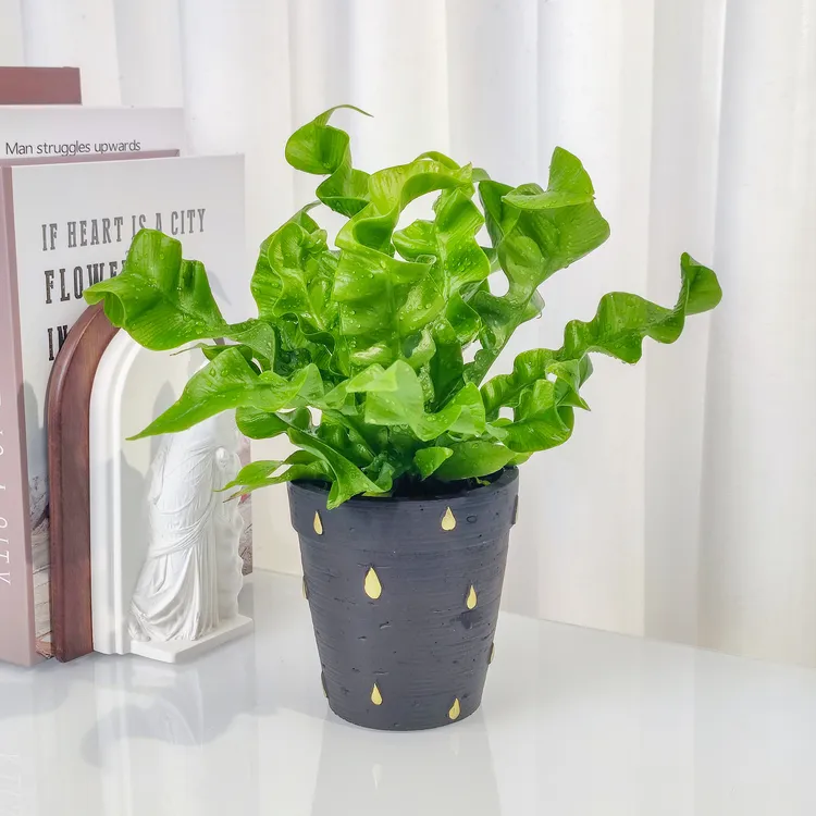 【花伴水】火焰鸟巢蕨桌摆四季常青懒人植物净化空气