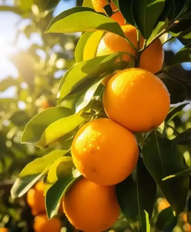 正宗江西赣南脐橙皮薄肉厚多汁