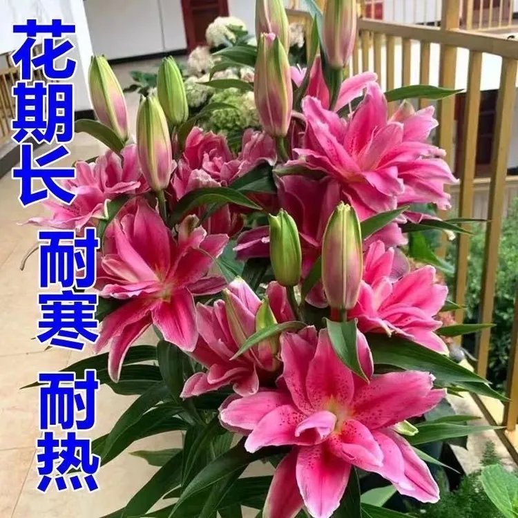 香水百合红色种球带牙耐寒四季盆栽室内外花卉绿植盆栽