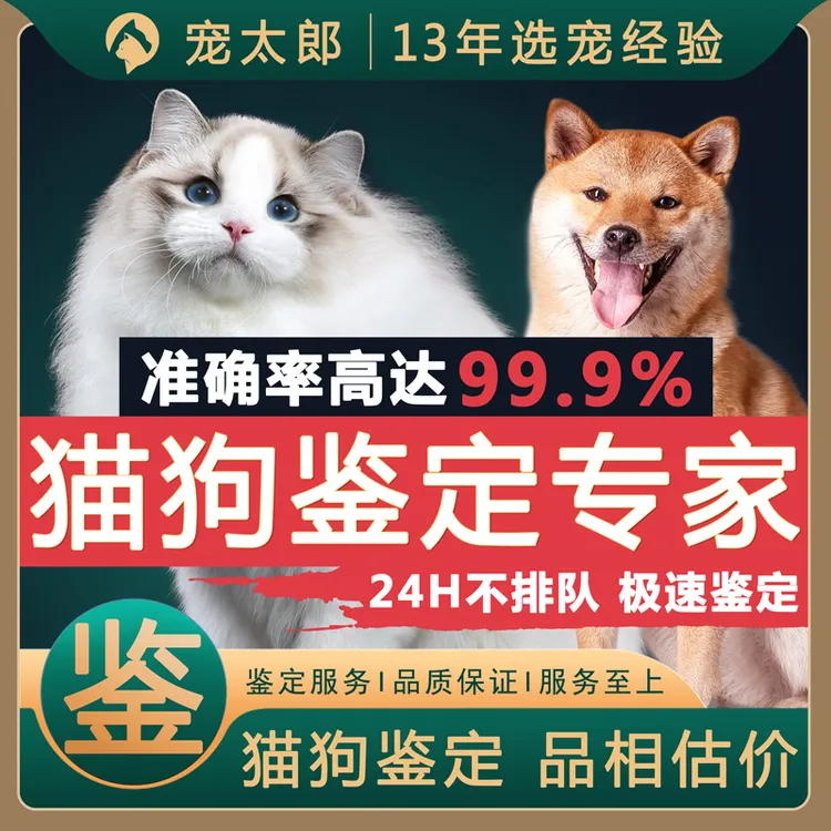 猫鉴定狗鉴定猫品种品相鉴定狗估价狗品种鉴定猫估价猫挑选狗挑选
