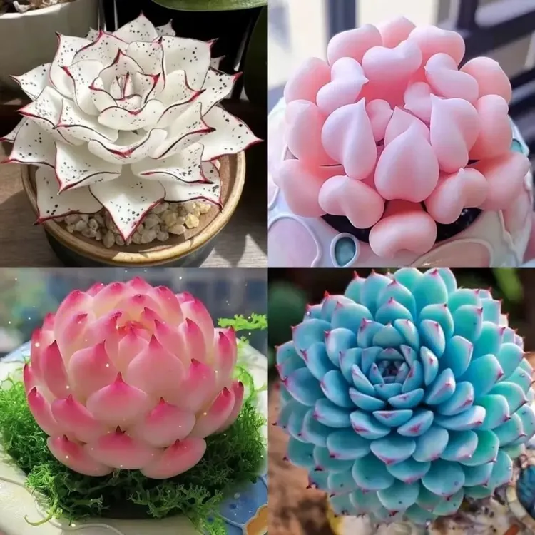 多肉组合蓝色巴黎白冰侧影套餐好养稀有植物花卉盆栽懒人多肉