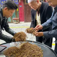 【冬虫夏草】通货小黄芽 100根礼盒  冬虫夏草市场实收现卖
