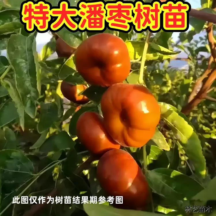 特大蟠枣嫁接树苗9月份成熟大果脆甜多汁丰产南北方种植盆地栽