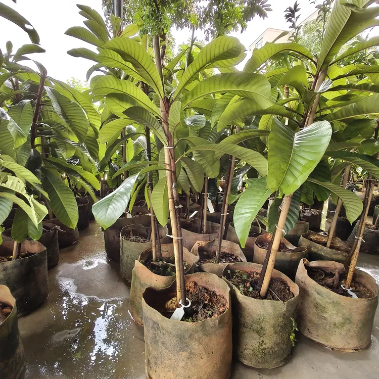 潘婷妈咪苗地栽盆栽庭院种植