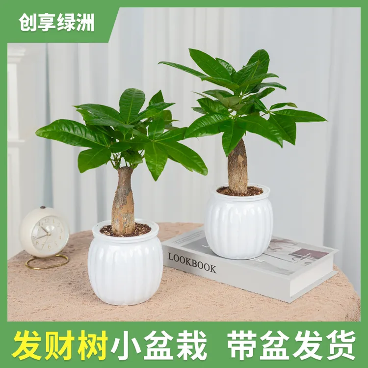 发财树吸水盆室内趣味盆栽清新小绿植精致耐养客厅办公室书桌美观