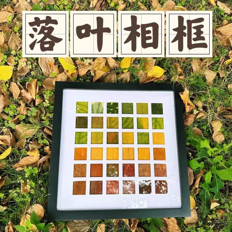 落叶树叶标本相框手工diy秋天叶子收集48宫格装饰画桌面摆件画框
