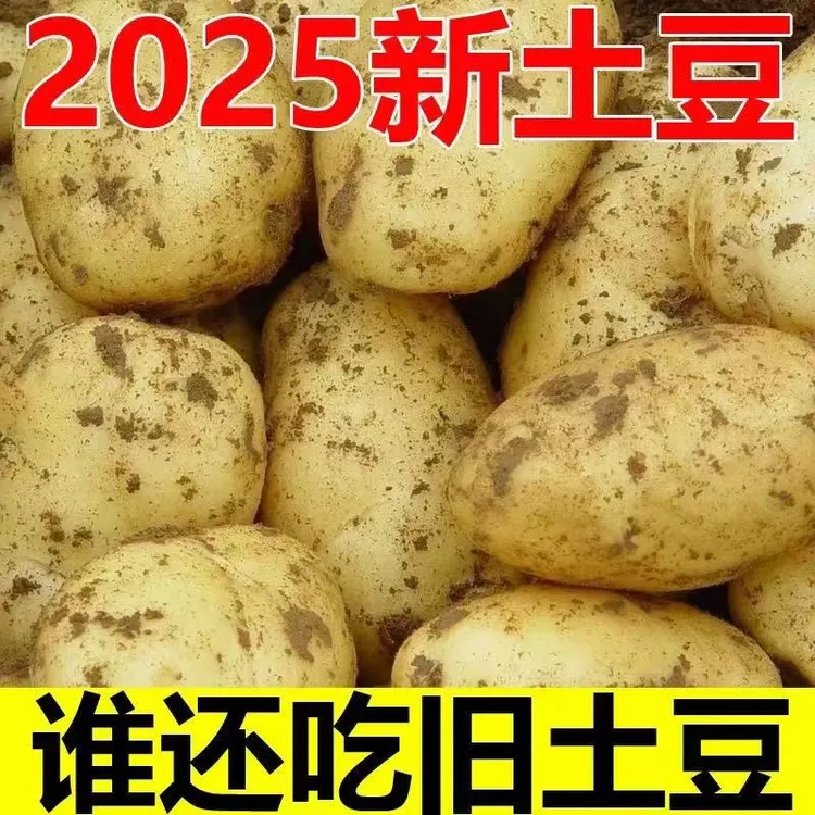 新鲜东北黄皮黄心土豆麻皮沙糯粉面炒菜炖汤必备当季蔬菜