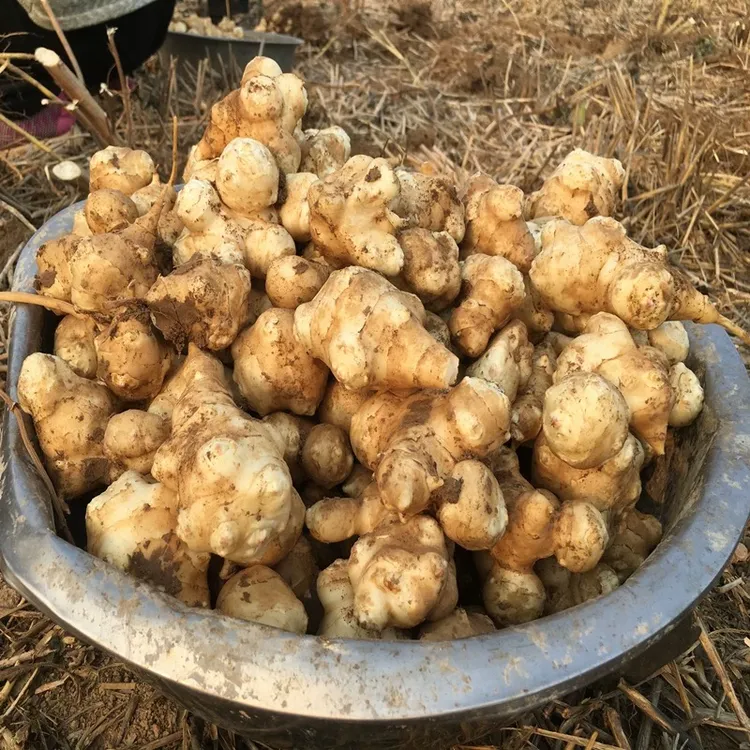 新鲜洋姜鬼子姜不辣可腌制酱菜的农家蔬菜菊芋