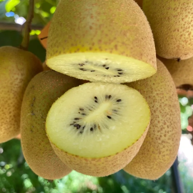 黄肉猕猴桃子弹头猕猴桃5斤快递装